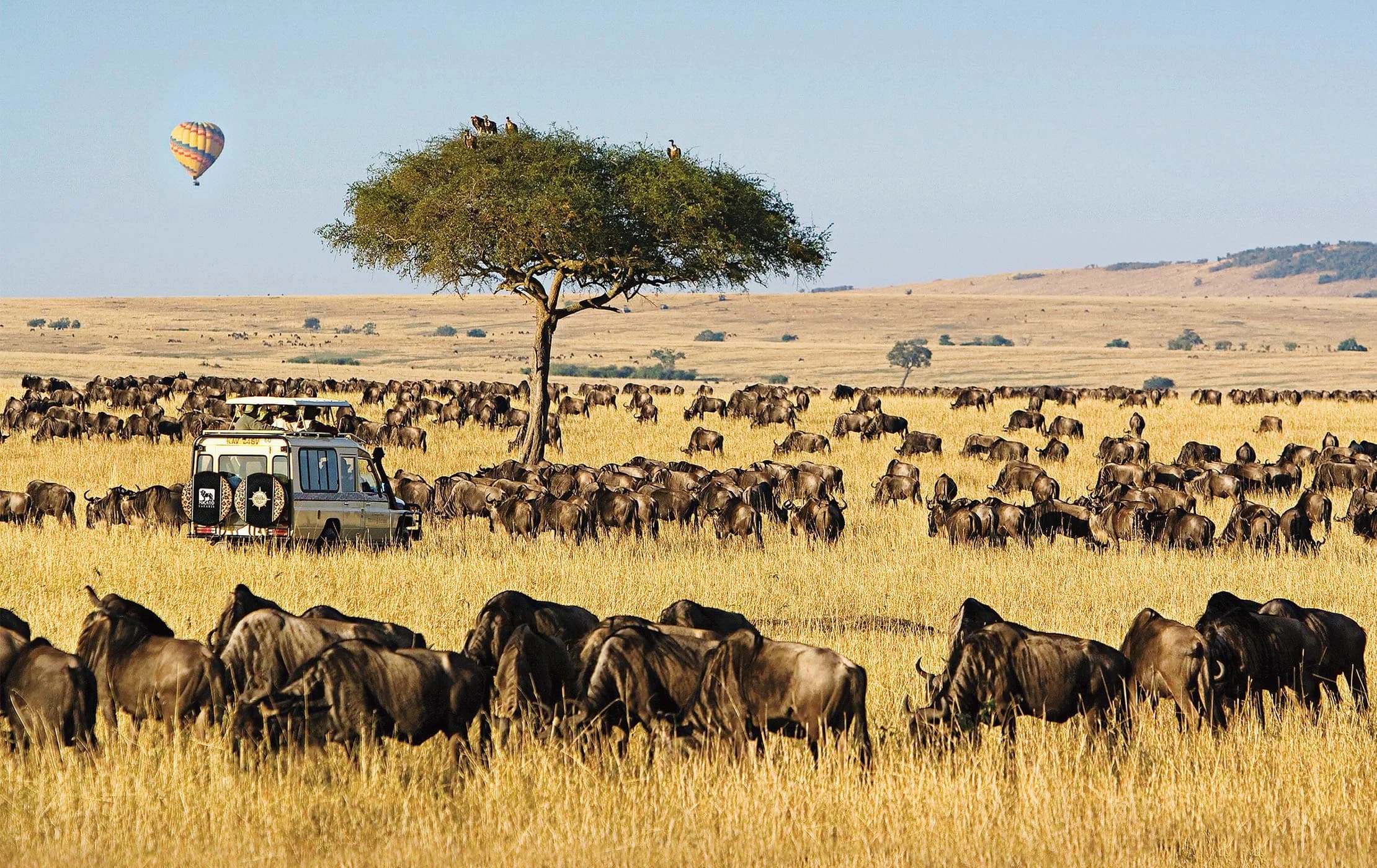 Kenya – veľká migrácia & biely piesok