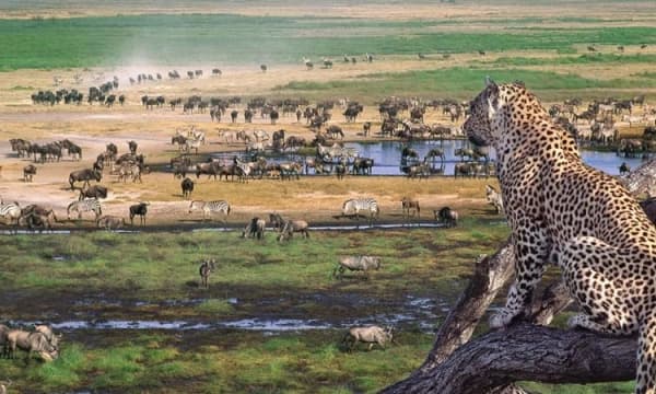 🦁 Safari v kráteri Ngorongoro